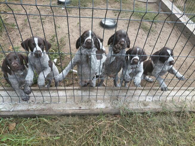 Wyżeł szorstkowłosy