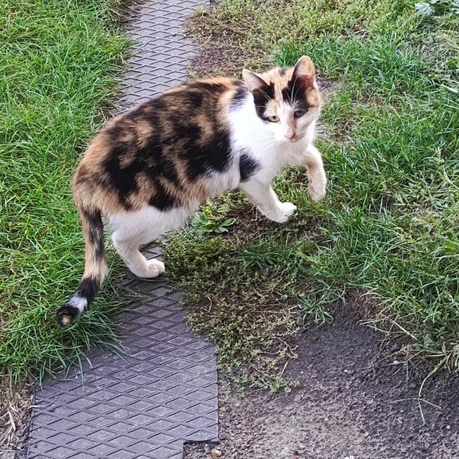 Po śmierci mojego Pana straciłam domek :(