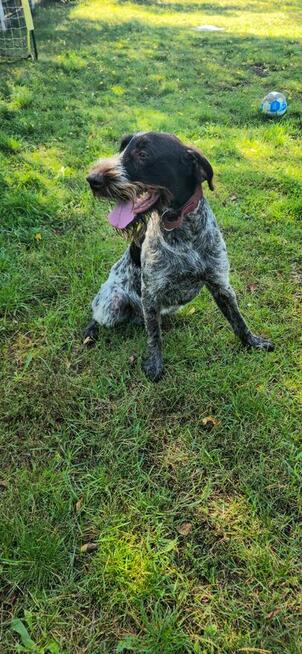 Wyżeł szorstkowłosy