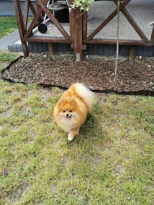 Szpic miniaturowy kawaler z rodowodem