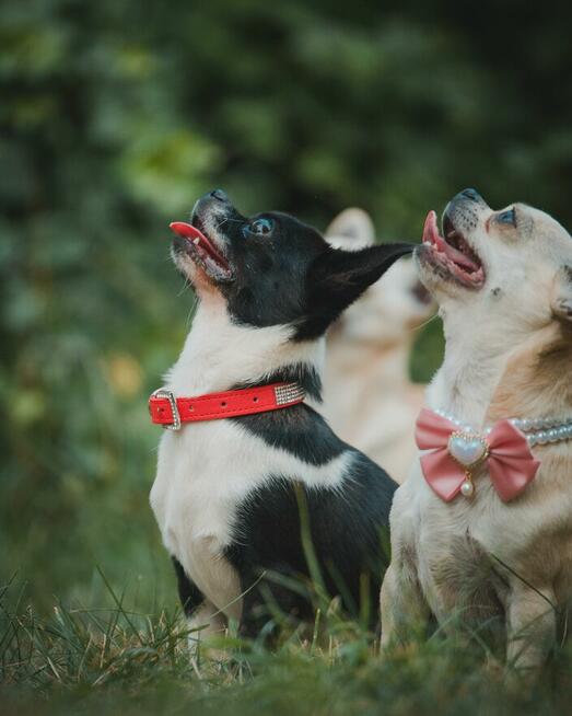 CHIHUAHUA PIESEK i SUCZKA - rodowód FCI, W-wa