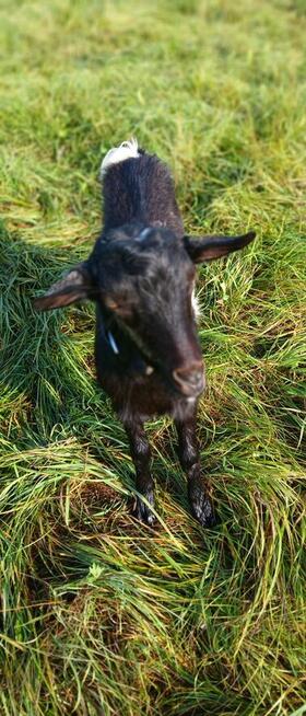 sprzedam pięknego capa