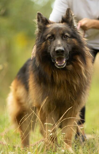DIABLO - piękny owczarek niemiecki długowłosy do adopcji
