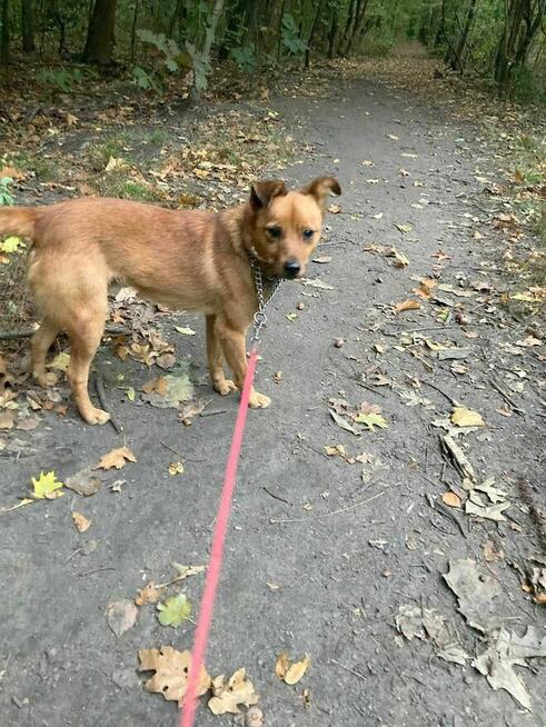 Włóczyji szuka domu-schronisko Zgierz-aktualne