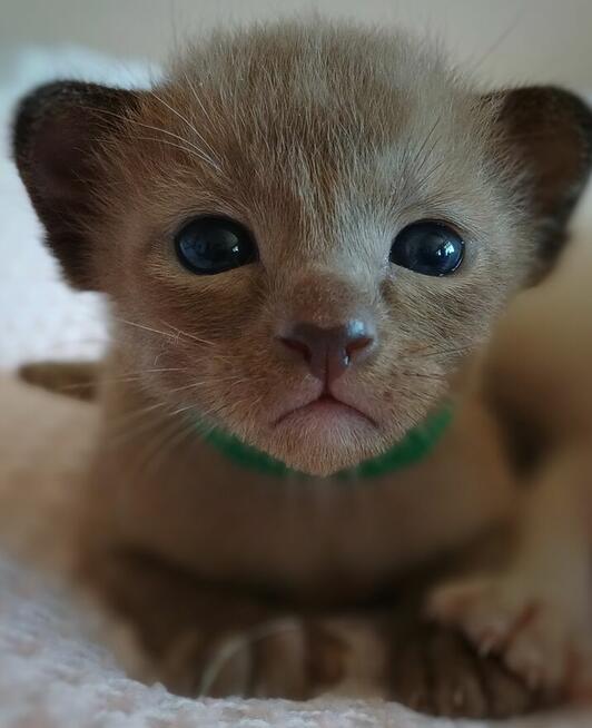 Kot tonkijski, kotki tonkijskie