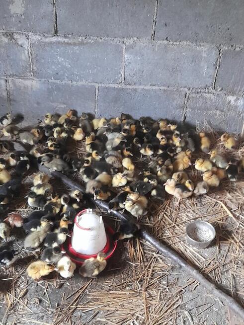 Kaczki staropolskie i pekin