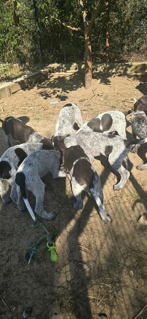 Wyżeł szorstkowłosy