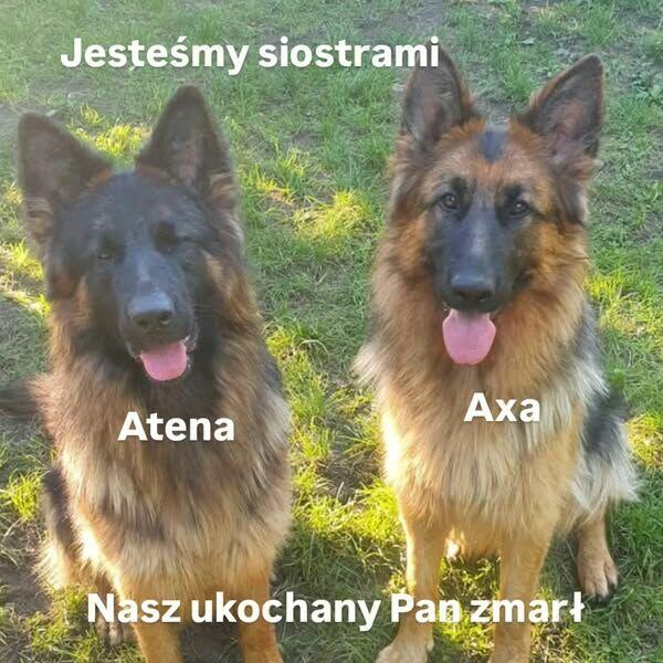 Siostry Axa i Atena straciły właściciela.