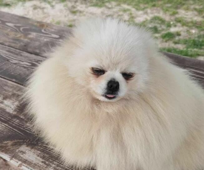 Szpic miniaturowy kawaler z rodowodem