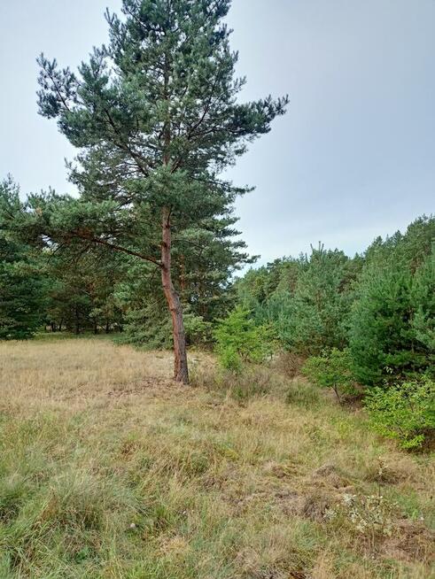 Działka Świbinki - rolna z warunkami zabudowy