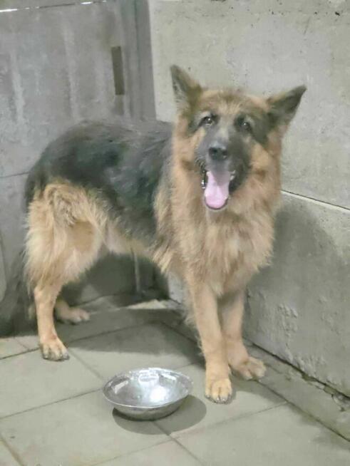 owczarek Niemiecki Rex Szuka domu -schronisko Zgierz -aktualne