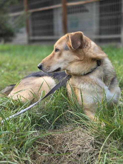 Intel szuka domu schronisko Zgierz-aktualne