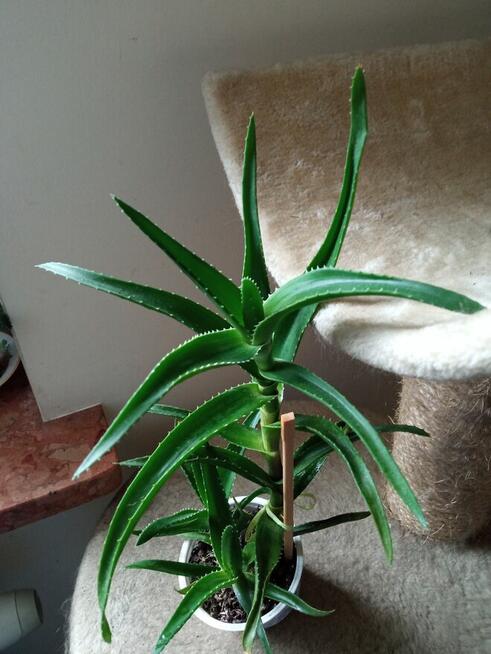 Cylindropuntia subulata- sukulent ten i inne...