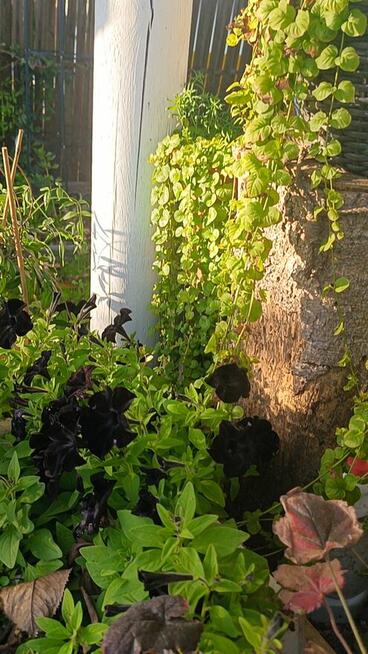 Piękna działka rod z domem murowanym Kalisz