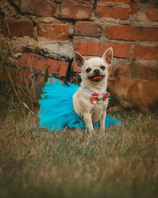 CHIHUAHUA PIESEK i SUCZKA - rodowód FCI, W-wa