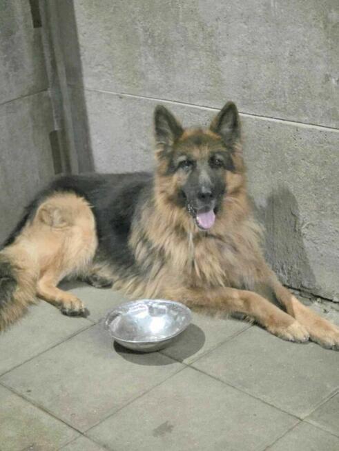 owczarek Niemiecki Rex Szuka domu -schronisko Zgierz -aktualne