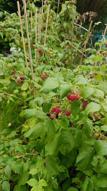 Piękna działka rod z domem murowanym Kalisz