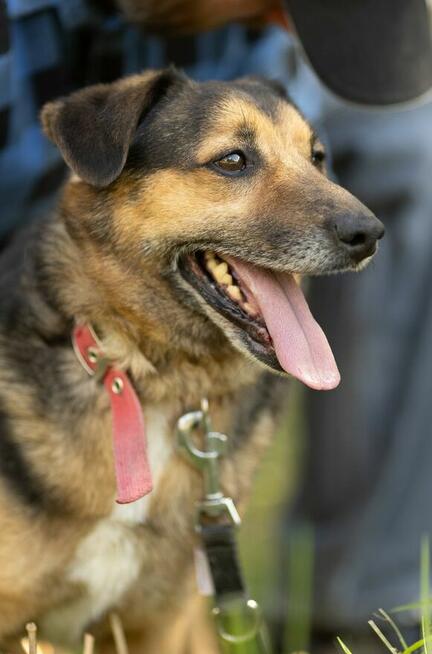 KACPEREK - kochany, wrażliwy psiak szuka domu