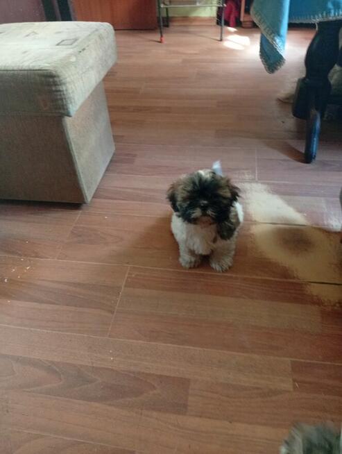 Piękny piesek shih tzu z rodowodem