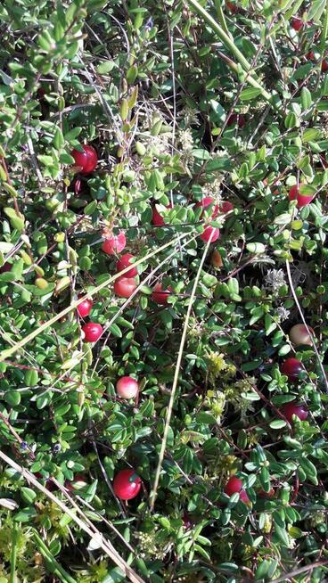 Żurwina prosto z bagna