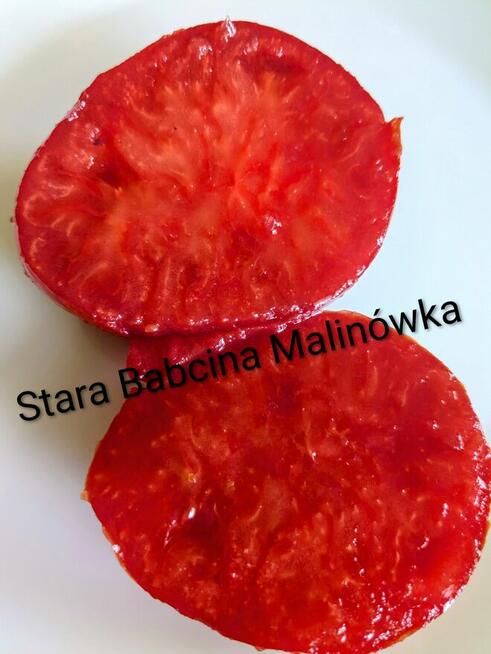 Rosyjski pomidor naj. na Świecie Silver Fire Tree nasiona