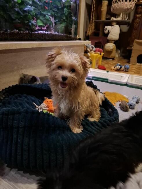 Yorkshire terrier xs