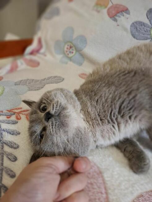 Kot Brytyjski kocur Szkocki