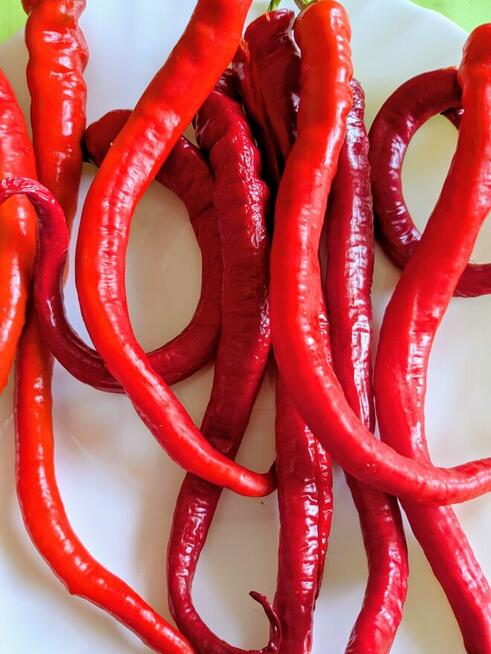 Rosyjski pomidor naj. na Świecie Silver Fire Tree nasiona