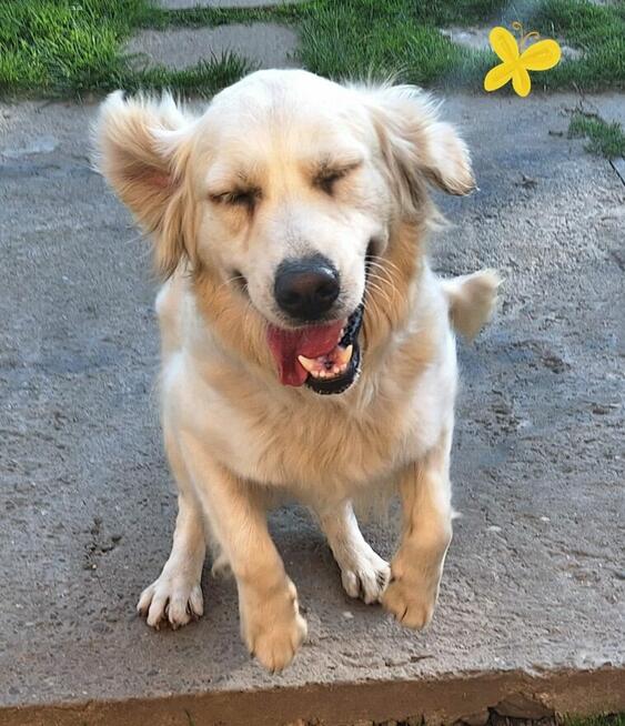 Szczeniak / piesek Golden Retriever Związek Kynologiczny FCI