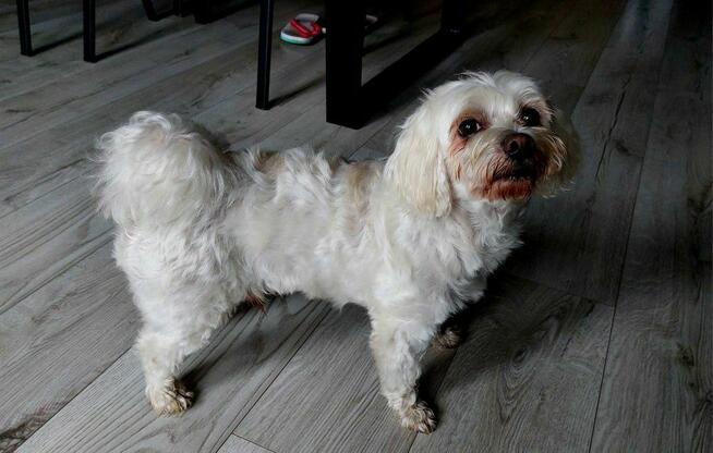 Maltańczyk 9 letni szuka dobrego domu