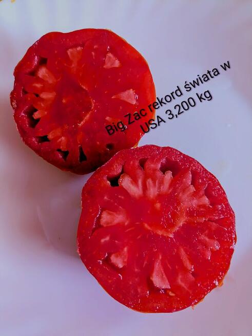 Sasha Ałtaj pomidor najlepszy na świecie ranking odporny n