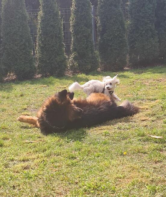 Dzialka z meldunkiem Sierosław