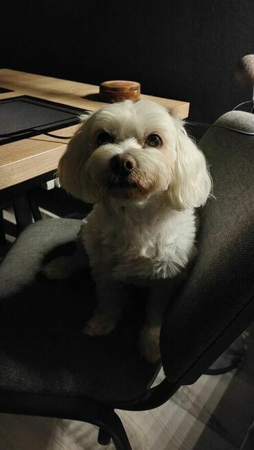 Maltańczyk 9 letni szuka dobrego domu