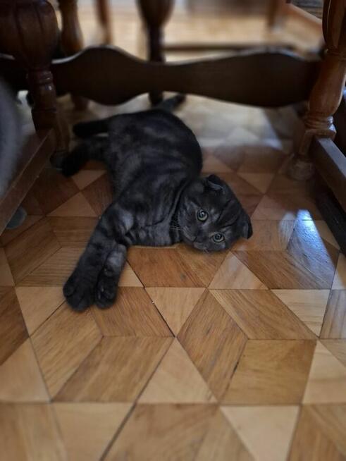 Kot Brytyski kotek Szkocki