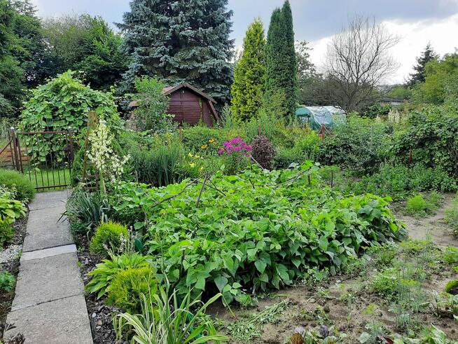 Sprzedam działkę ROD