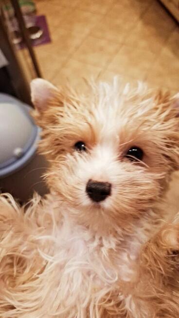 Yorkshire terrier xs