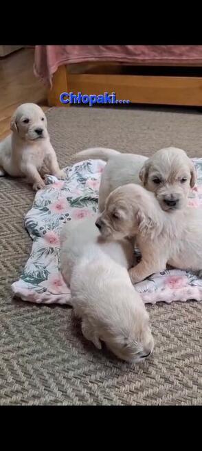 Szczeniak / piesek Golden Retriever Związek Kynologiczny FCI