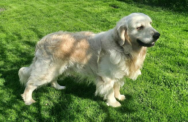 Szczeniak / piesek Golden Retriever Związek Kynologiczny FCI