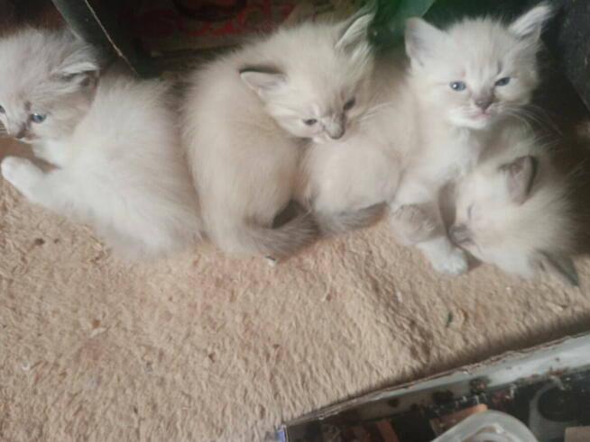 Kocięta Ragdoll Rumia