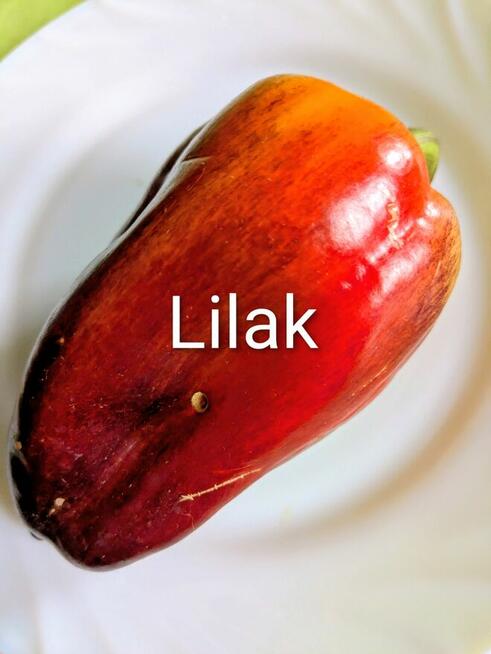 Rosyjski pomidor naj. na Świecie Silver Fire Tree nasiona