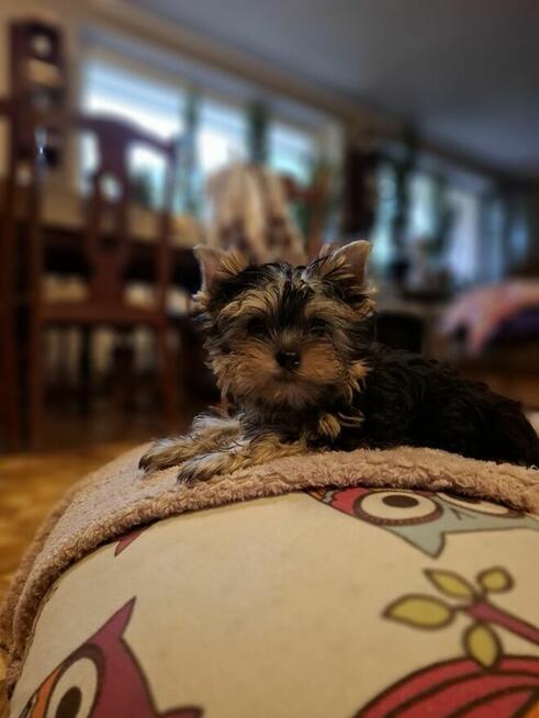 Yorkshire terrier xxs