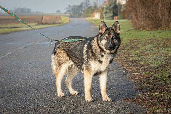 Zina szuka domu, w którym jej odwaga spotka się z miłością