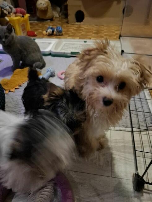 Yorkshire terrier xs