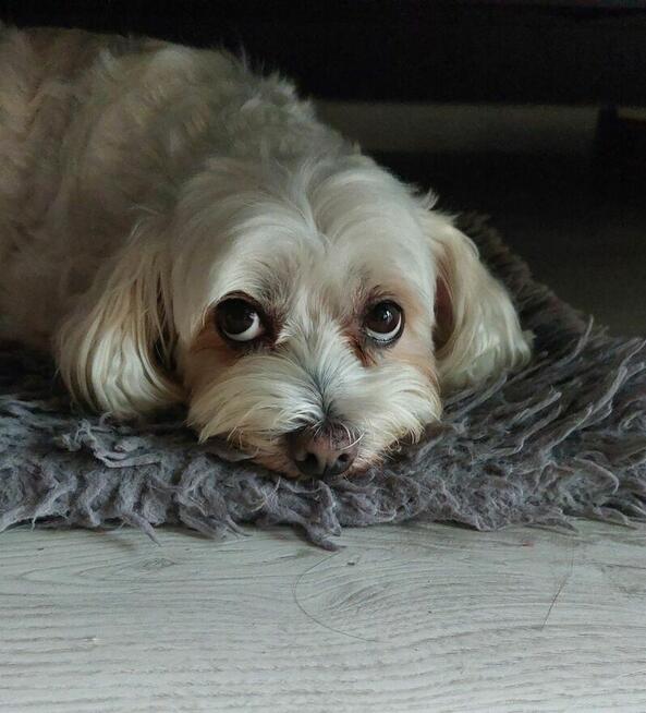 Maltańczyk 9 letni szuka dobrego domu