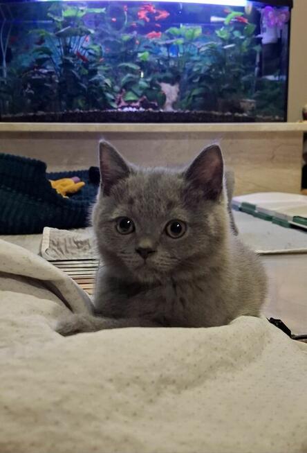 Kot Brytyjski Kocur Szkocki