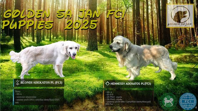 Szczeniak / piesek Golden Retriever Związek Kynologiczny FCI