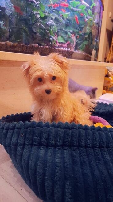 Yorkshire terrier xs