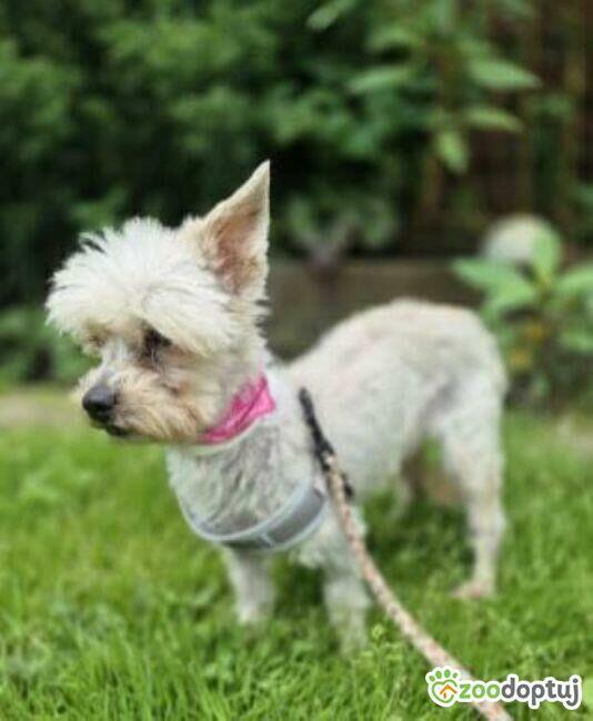 SUZI - 4 kg kruszynka szuka super domu