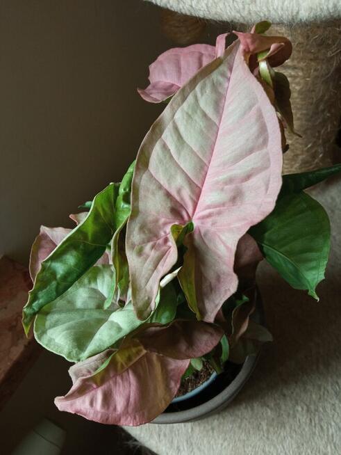 Oxalisy stale kwitnące i inne ...