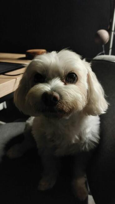 Maltańczyk 9 letni szuka dobrego domu